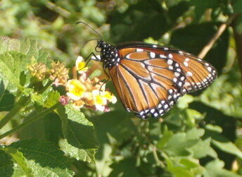 Queen Monarch Butterfly