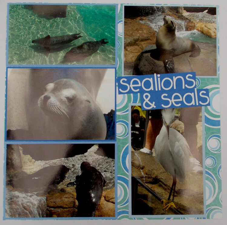 Sealions &amp; Seals