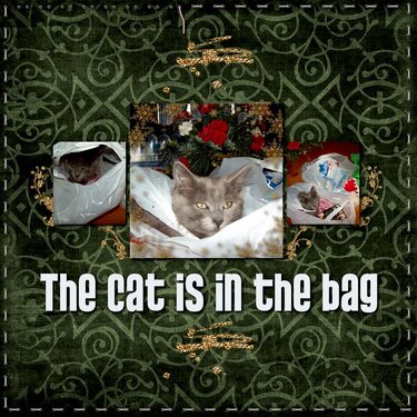 The Cat&#039;s in the Bag