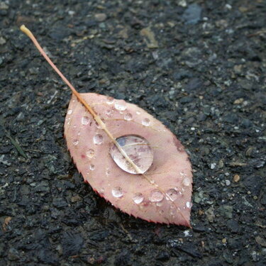 20Oct_leaf_with_water_droplets