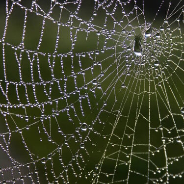21Oct_spiderweb_Autumn