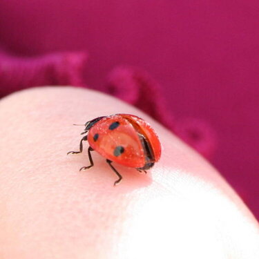 Ladybug_2_