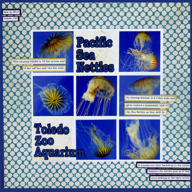 Pacific Sea Nettles
