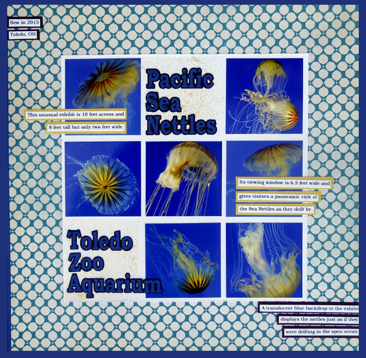 Pacific Sea Nettles