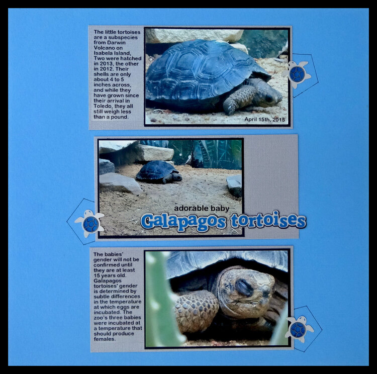 Galapagos tortoises