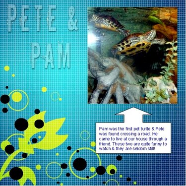 Our turtles - Pete &amp;amp; Pam