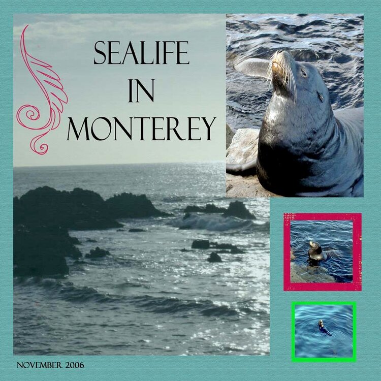 Sealife in Monterey