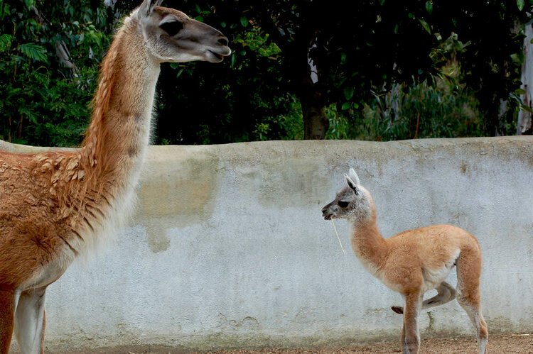 llama and baby