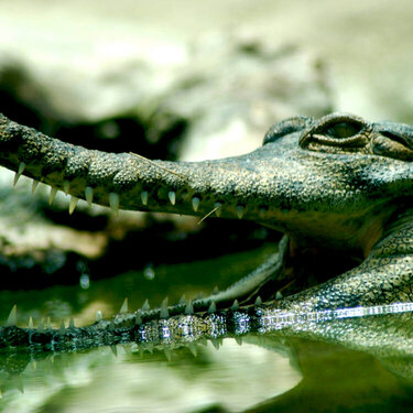 alligator