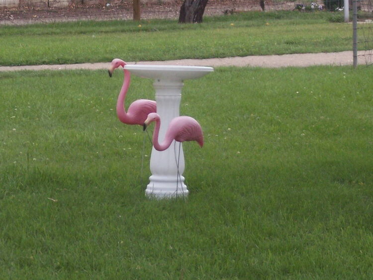 #12 A Pink Flamingo