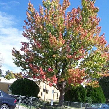 Signs of Fall