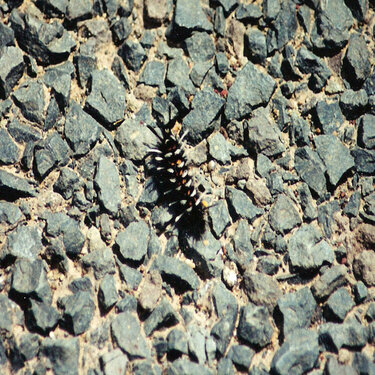 #6 Caterpillar that is alive