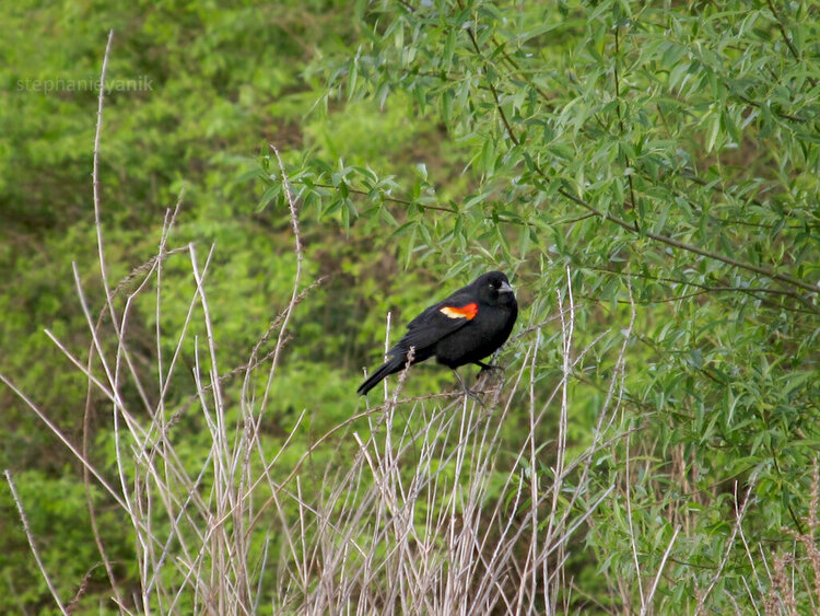 At the wetlands