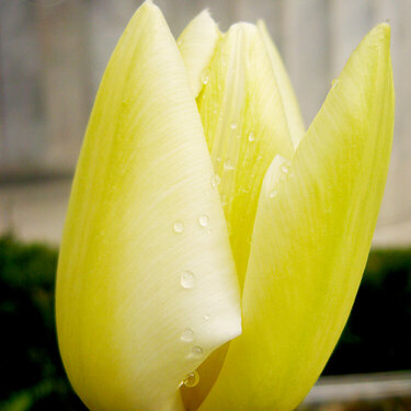 April PH #20 Tulip 10 pts