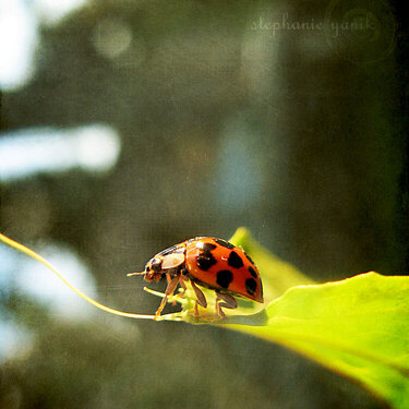 more ladybug