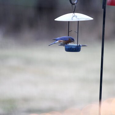 mini #9 Early (Blue) Bird gets the worm. 