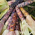 mini #6 Corn
