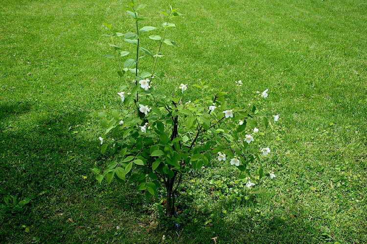 Mock Orange start