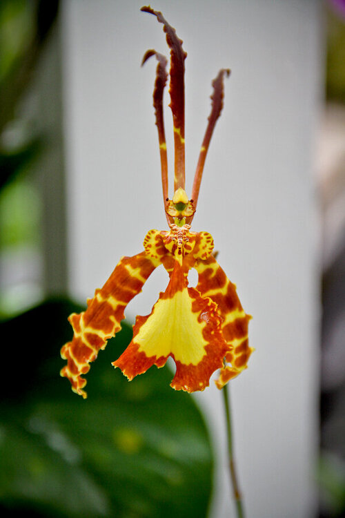 mini #2 O-Orchid