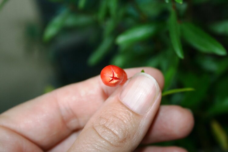 Pomegranate plant