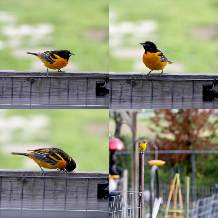 mini #2 Oriole (Baltimore Oriole)