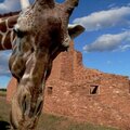 Wild Giraffes In New Mexico!