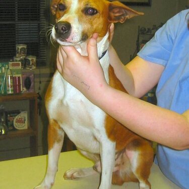 Terrier/Besenji mix dog