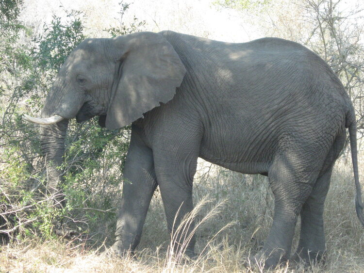 African Elephant in the Kruger National Park