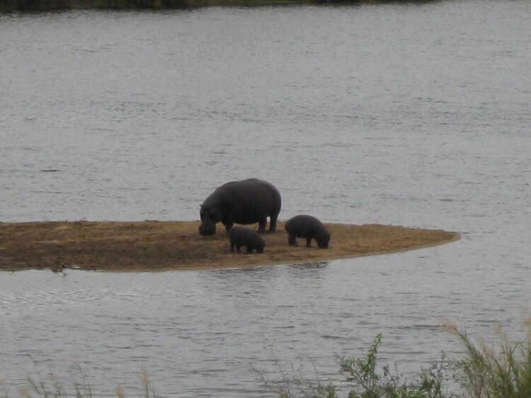 Hippo&#039;s in the Kruger National Park