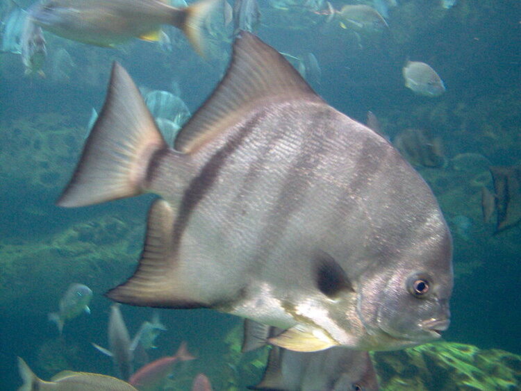 Georgia Aquarium - Fish &amp;amp; Other Sea Creatures