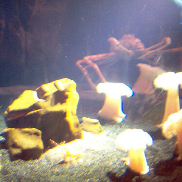 Georgia Aquarium - Fish and Other Sea Creatures