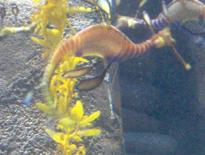 Georgia Aquarium - Fish and Other Sea Creatures