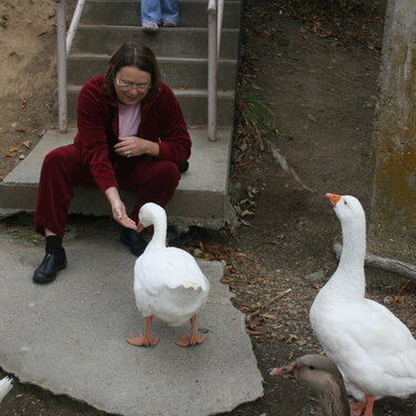 Mother Goose visits flock