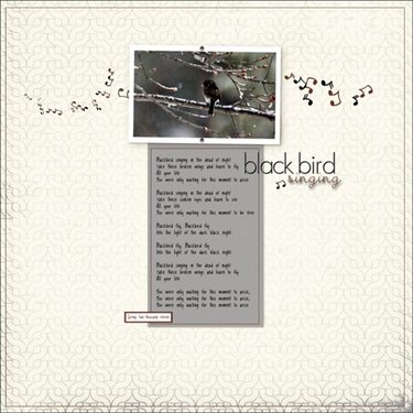 blackbird singing...in the dead of night