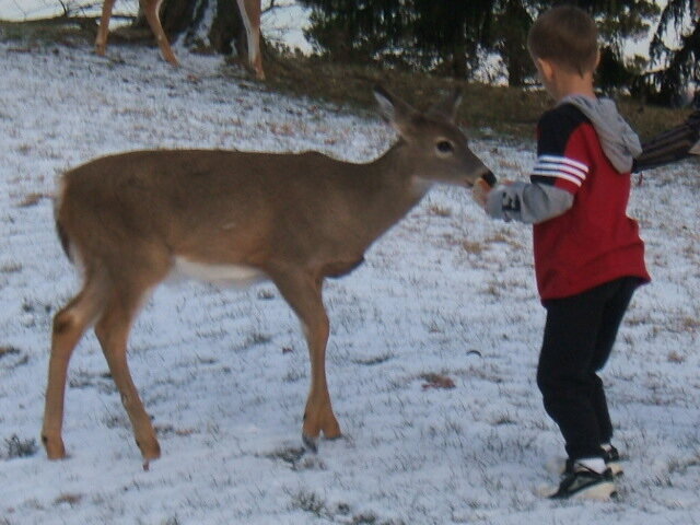 cooper and the deer