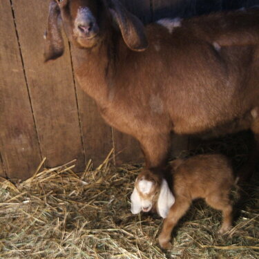new baby &amp; mama goat