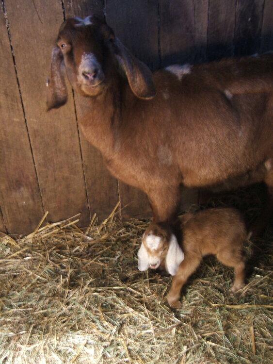 new baby &amp; mama goat