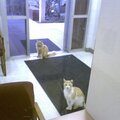Stray Kitties at work