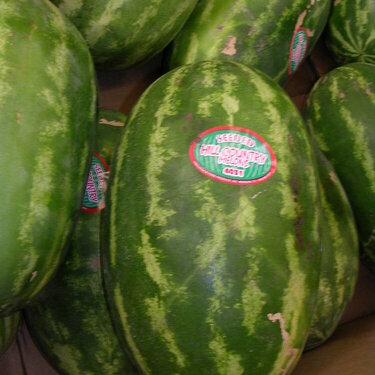 Watermelon -5 Pts