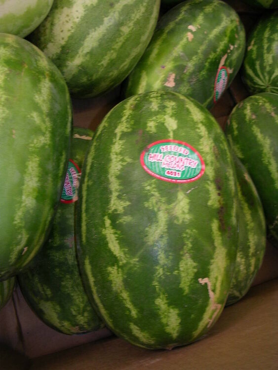 Watermelon -5 Pts