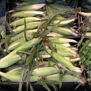 Corn on the Cob -6 Pts