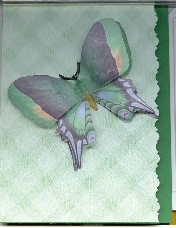 Butterfly Card