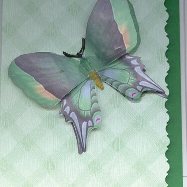 Butterfly Card