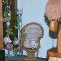 kitten in a doll chair