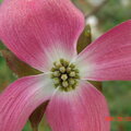 Red (pink) dogwood