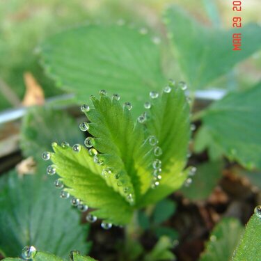 Morning dew on the strawberries