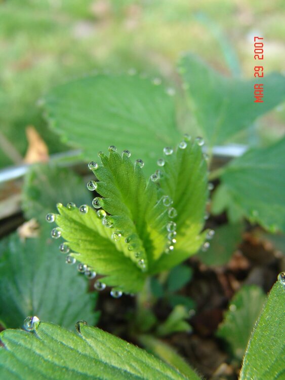 Morning dew on the strawberries