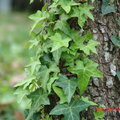 Ivy on a Tree