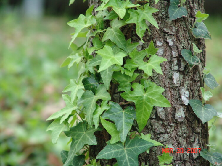 Ivy on a Tree