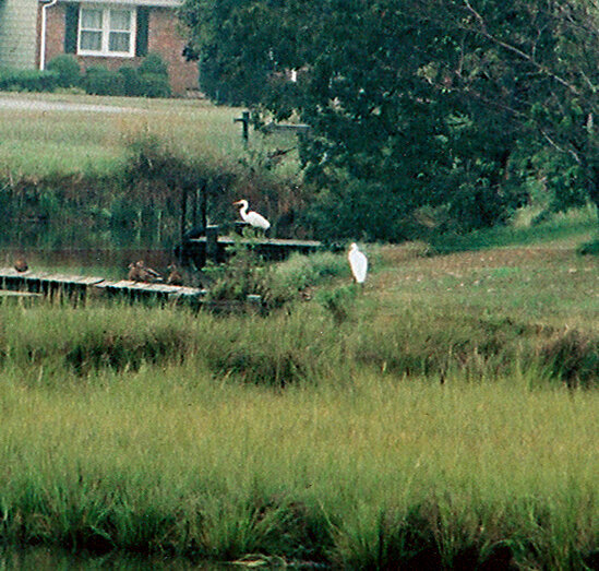 Egrets and ducks